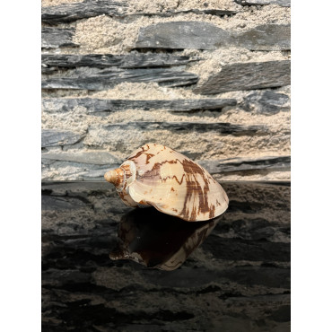 Accessoire salon volute nobilis 13cm