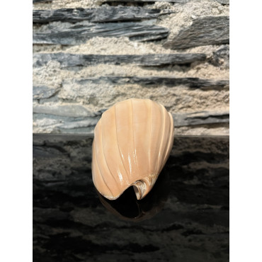 Accessoire salon volute nobilis 13cm grave 2