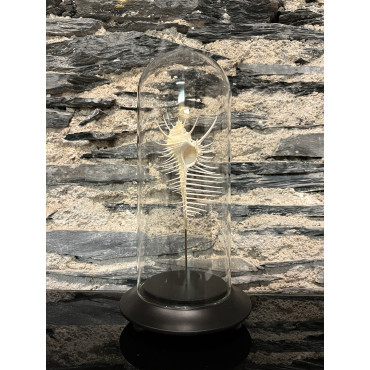 Accessoire salon globes murex triremis