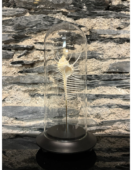 Accessoire salon globes murex triremis