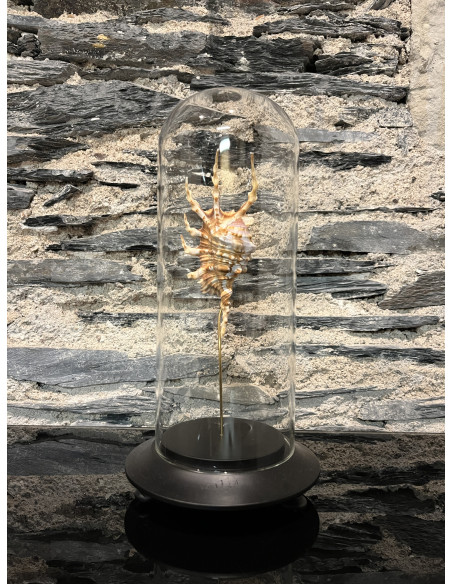 Accessoire salon globes pm lambis scorpio