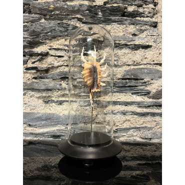 Accessoire salon globes pm lambis scorpio