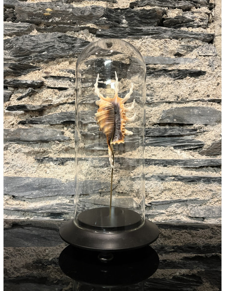 Accessoire salon globes pm lambis scorpio