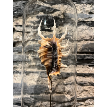 Accessoire salon globes pm lambis scorpio 2