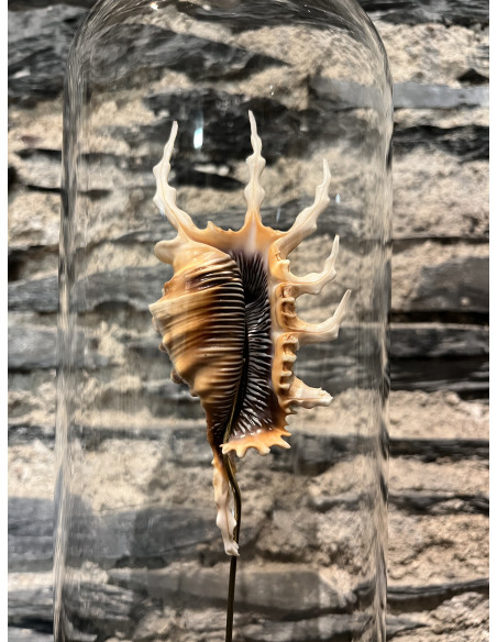Accessoire salon globes pm lambis scorpio