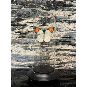 Accessoire salon globe pm hemoboiaglauccipe