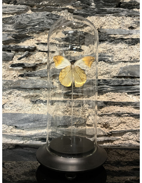 Accessoire salon globe pm hemoboiaglauccipe